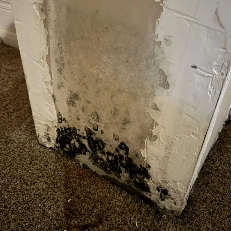 Professional Mold Removal in Sulphur, LA